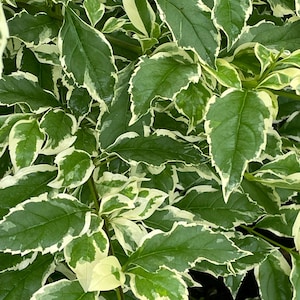 Duranta Erecta, Variegated Sky Flower- Live Plant - Etsy