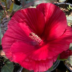 Hardy Hibiscus  ‘Mimi’ - Live Plant