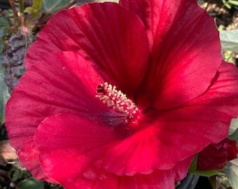 Hardy Hibiscus  ‘Mimi’ - Live Plant