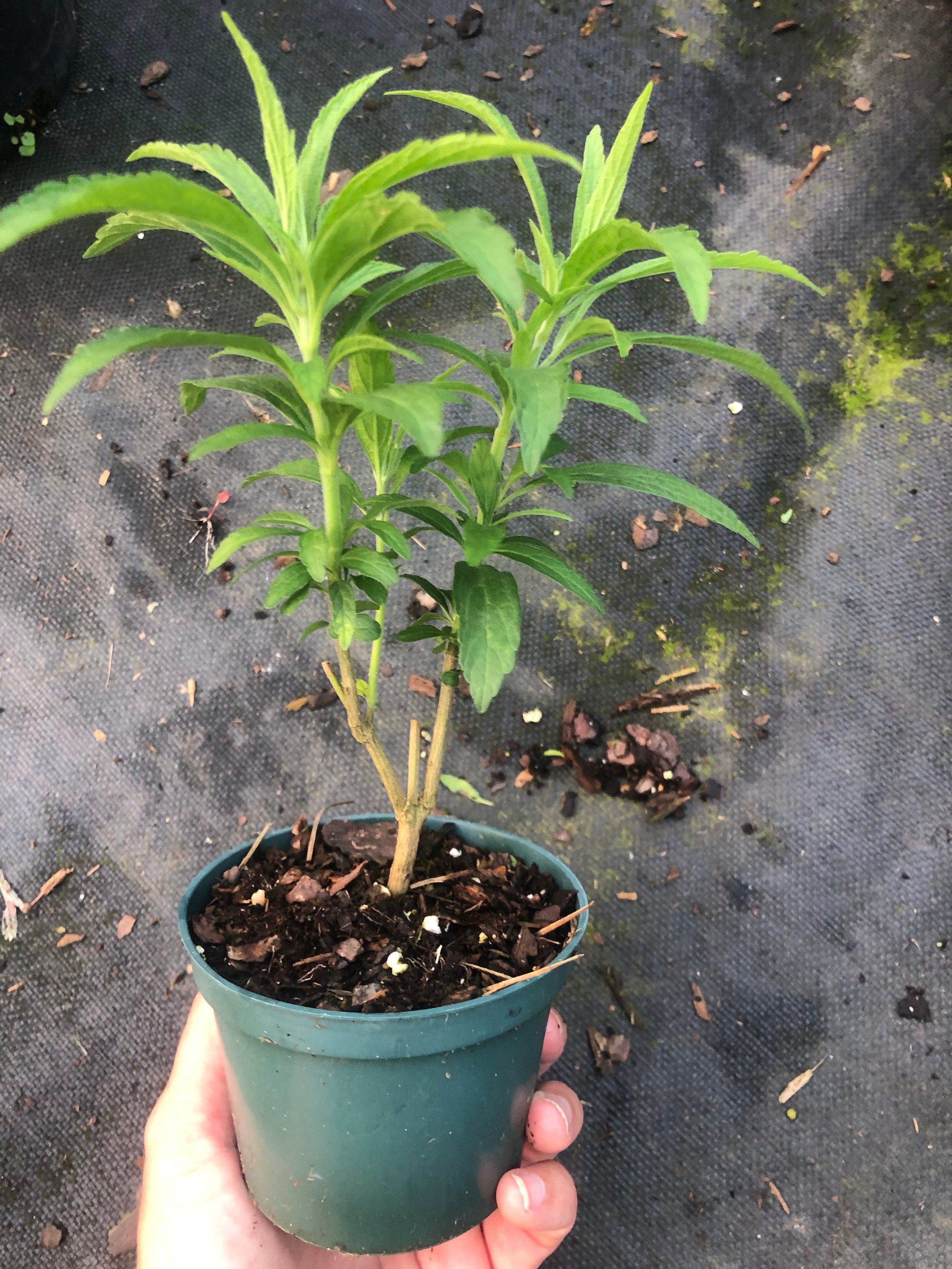 Lions Tail, Leonotis Leonurus Live Plant - Etsy