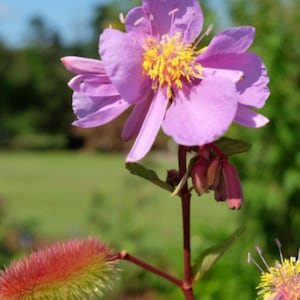 May include: A close-up of a vibrant flower with large, light purple petals and a bright yellow center. The flower is in full bloom, with several buds and a seed pod visible. The stem is a deep red, and the background is blurred green.