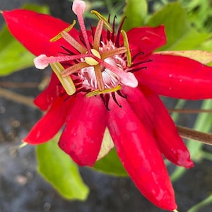 Crimson Passion Flower, Passiflora vitifolia - 4" container Live plant