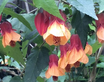 Marilyn's choice Abutilon - Live plant