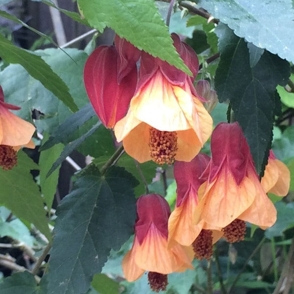 Marilyn's choice Abutilon - Live plant