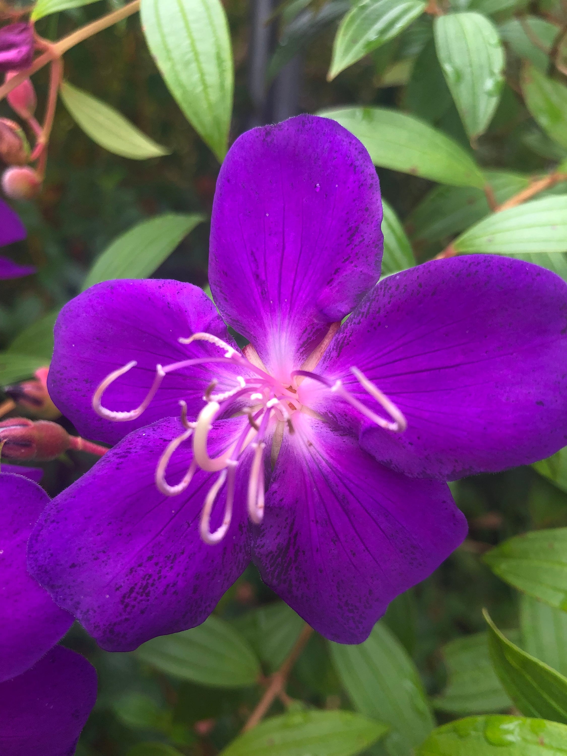 Tibouchina Lepidota, Purple Glory Bush - Live Plant - Etsy