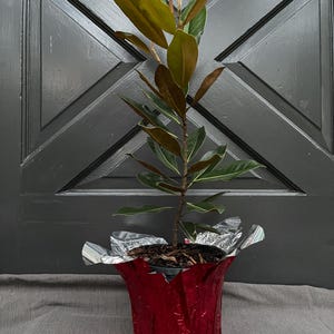 Little Gem Magnolia- Living Christmas Tree