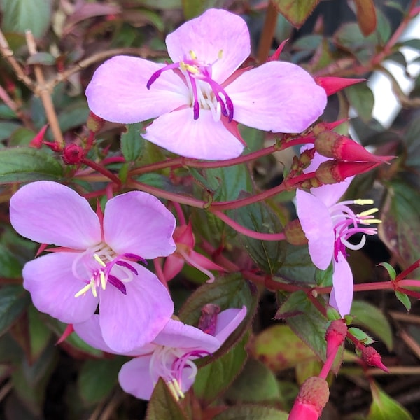 Centradenia Cascade, Pink Trailing Tibouchina, Spanish Shawl - Live plant