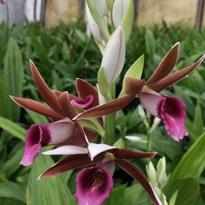 Nun’s orchid ‘Big Charlie’, Phaius tankervillae-  Live plant