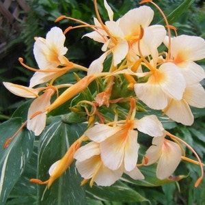 Variegated Ginger 'Dr. Moy' - Live plant