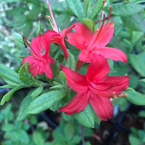 Native Azalea 'Jakes Red' - Live Plant