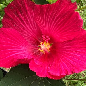 Hibiscus 'Terri's Pink', Hibiscus paramutabilis - Live plant