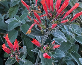 Hummingbird Bush, Dicliptera suberecta, Jacobinia suberecta - Live  Plant in 4” container