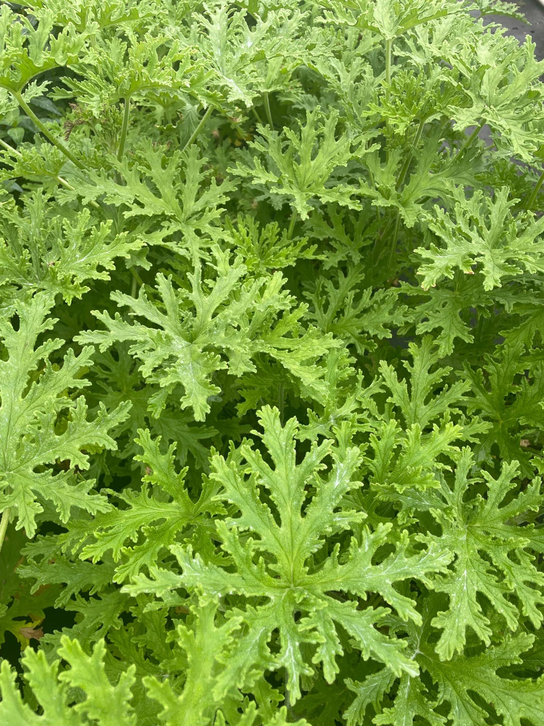 Granium Citronnelle Jardilandnull