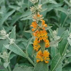 Orange Sceptre Butterfly Bush - Live plant- Buddleia