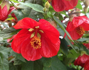 Red Lucky Lantern Abutilon - Live plant