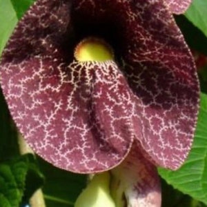 Giant flowering Dutchman’s Pipe Vine - Live Plant, Aristolochia gigantea