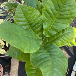 May include: A vibrant green plant featuring large, broad, ovate leaves with prominent veins and a smooth texture. The foliage is arranged in a dense, layered cluster, showcasing a deep emerald hue and a natural, healthy appearance with pointed tips.