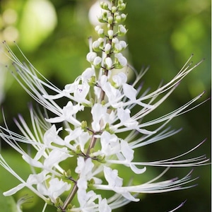 May include: A close-up of a white flower with long, thin petals. The flower is part of a cluster of white flowers on a green stem.
