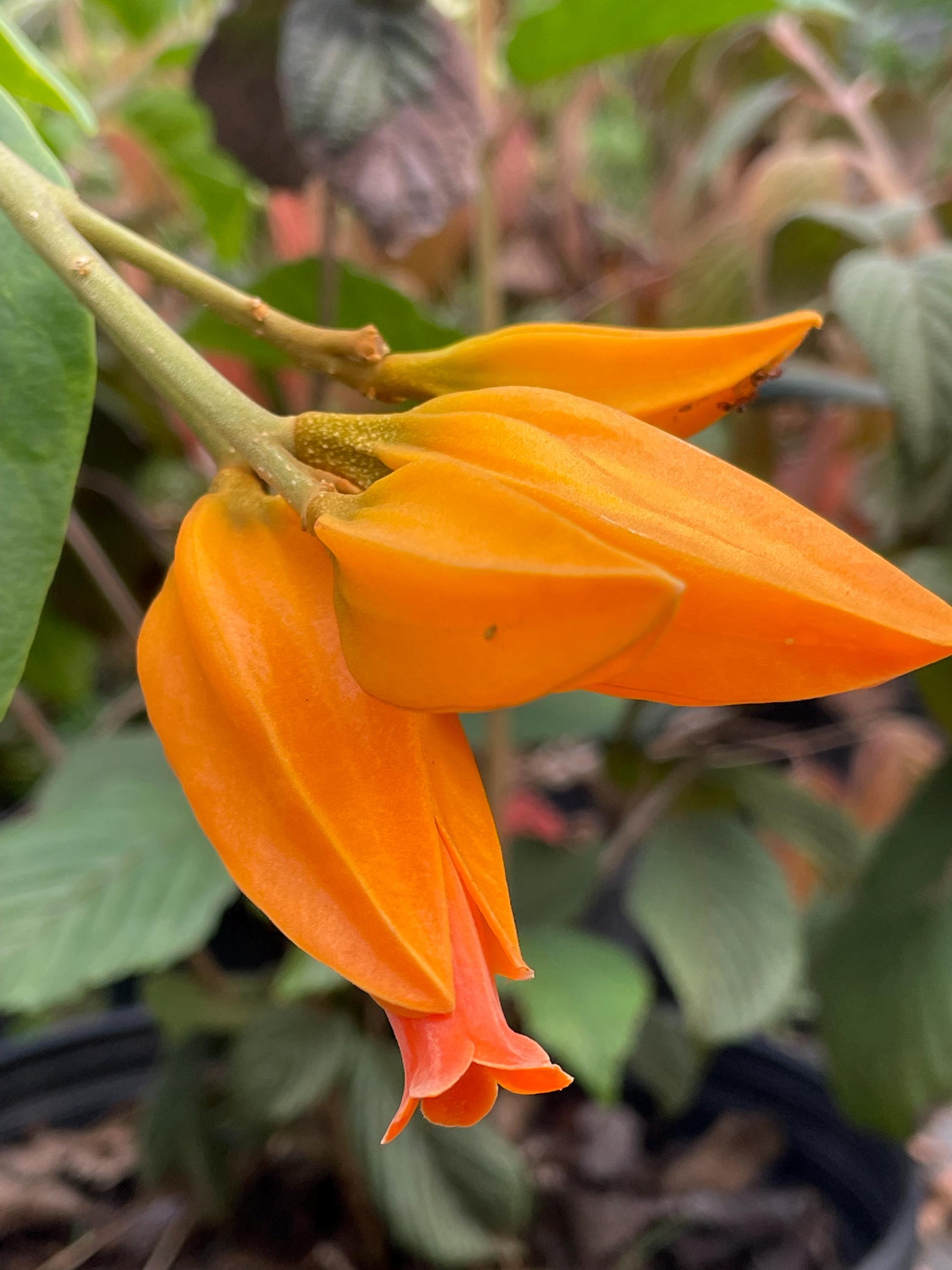 Goldfinger Vine, Live plant