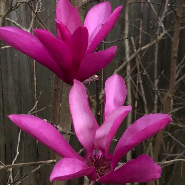 Magnolia japonesa Anne - Planta viva