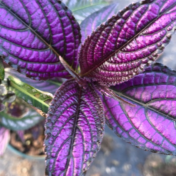 Persian Shield,  Strobilanthes dyerianus - Live plant