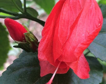 Giant Turks Cap
