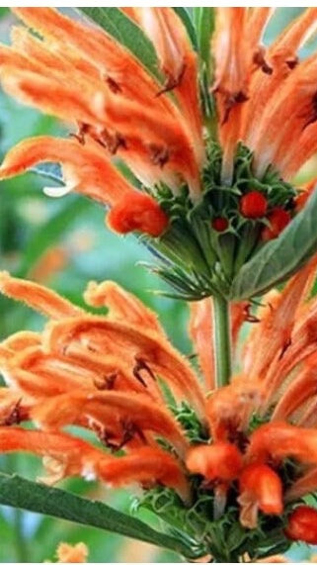 Leonotis Leonurus White - Lion Ear, Lion Tail, Wild Dagga Seeds