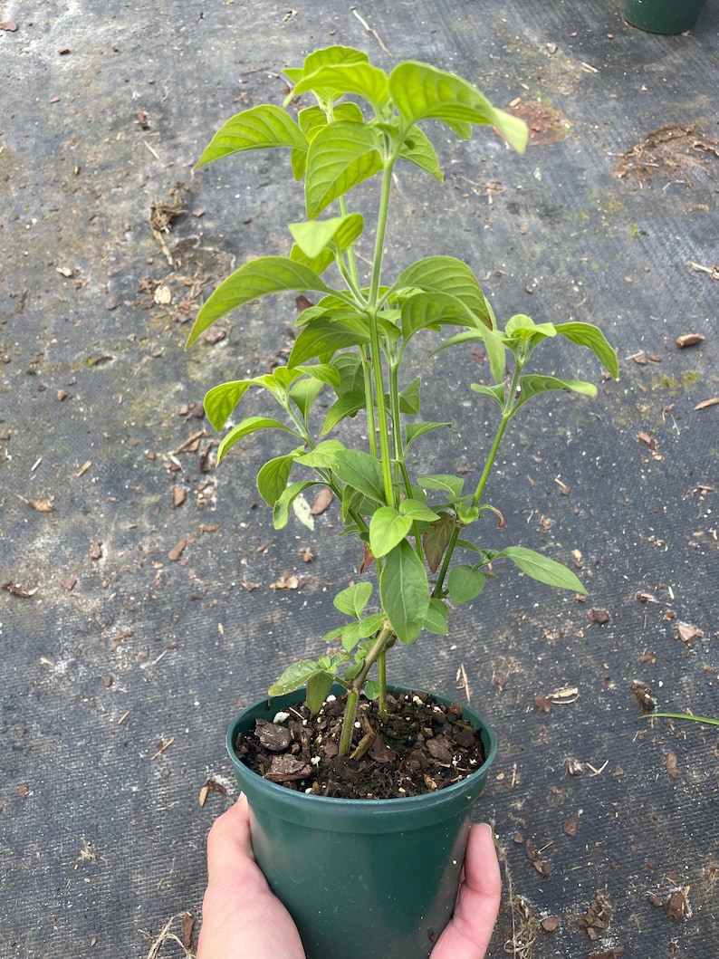 KatkawLandscapes Shrimp Plant - Thumbnail 2