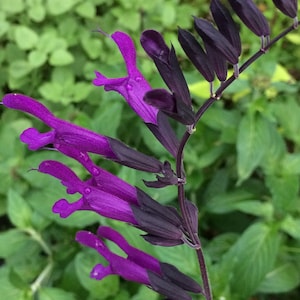 Purple Majesty Salvia - Live plant