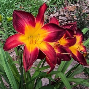 May include: Close-up of vibrant daylily flowers with deep red petals transitioning to a bright yellow center. The flowers are surrounded by green foliage and grass, creating a natural and colorful scene.