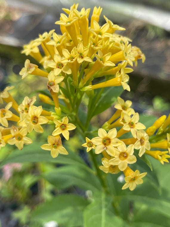 Cestrum 'butterscotch' - Live Plant - Etsy