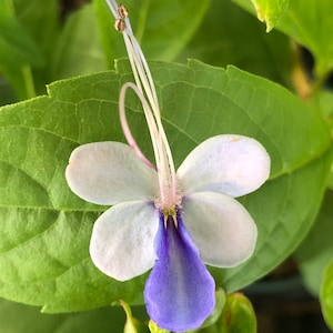 Blue Butterfly Clerodendrum- Live Plant