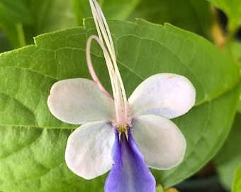 Blue Butterfly Clerodendrum- Live Plant