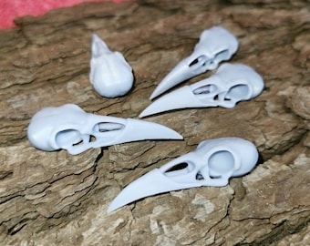 Fai da te - Teschio di corvo in resina per ulteriore lavorazione e creazione