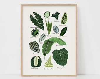 Impression de plantes d'intérieur, affiche de plante, art mural imprimable, impressions d'art mural botanique, dame aux plantes, cadeau pour amateur de plantes, plantes d'intérieur, impression vintage