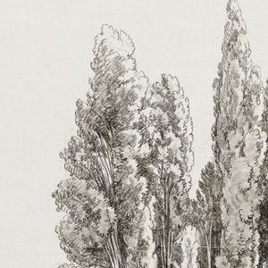 May include: A black and white pencil drawing of a group of tall, slender trees with feathery branches. The trees are drawn in a realistic style, with detailed shading and texture.