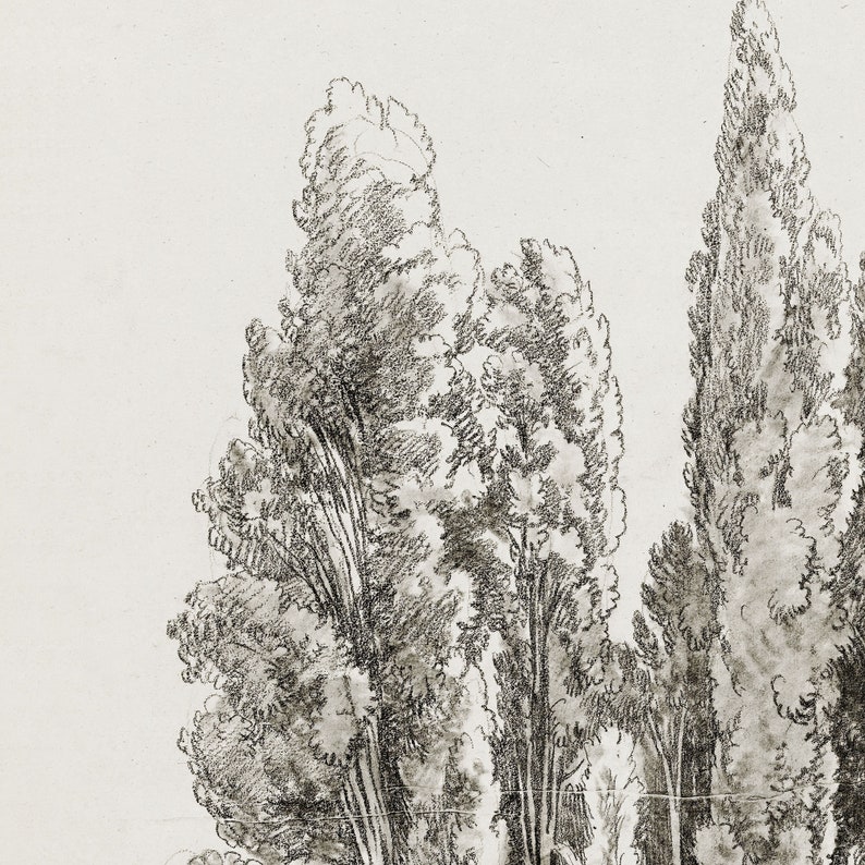 May include: A black and white pencil drawing of a group of tall, slender trees with feathery branches. The trees are drawn in a realistic style, with detailed shading and texture.