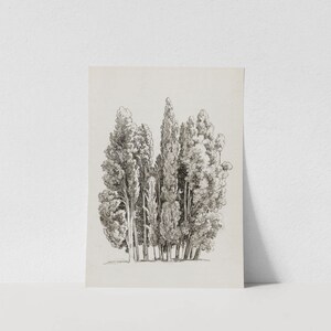 May include: Black and white line drawing of a group of tall, slender trees with a rounded crown. The trees are drawn in a realistic style and appear to be growing close together.