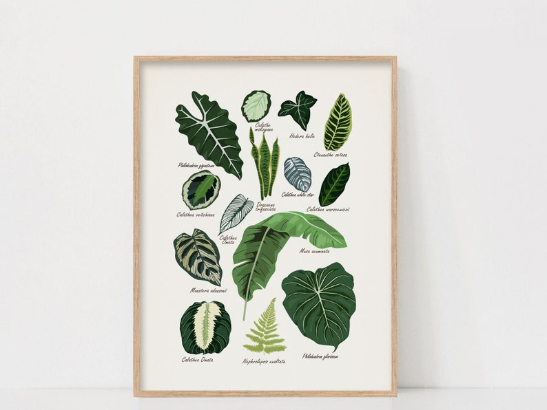 Puede incluir: Una ilustraci&oacute;n bot&aacute;nica con 13 tipos diferentes de plantas de interior, incluyendo Philodendron, Calathea, Monstera y Aspidistra. Cada planta est&aacute; etiquetada con su nombre cient&iacute;fico.