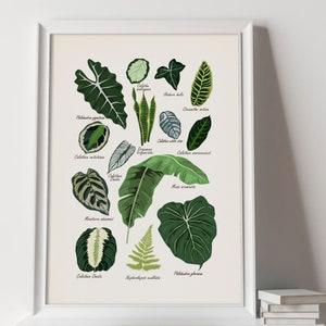 Puede incluir: Un p&oacute;ster blanco con ilustraciones de diferentes tipos de hojas verdes. Cada hoja est&aacute; etiquetada con su nombre bot&aacute;nico, incluyendo Calathea, Monstera, Philodendron, y m&aacute;s.