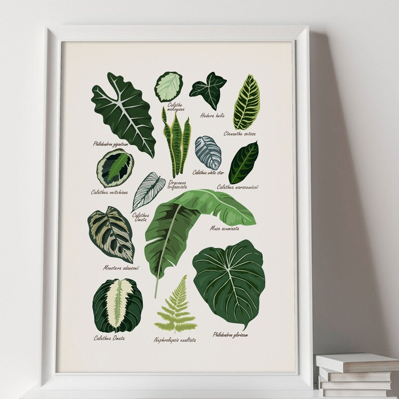 Puede incluir: Un p&oacute;ster blanco con ilustraciones de diferentes tipos de hojas verdes. Cada hoja est&aacute; etiquetada con su nombre bot&aacute;nico, incluyendo Calathea, Monstera, Philodendron, y m&aacute;s.