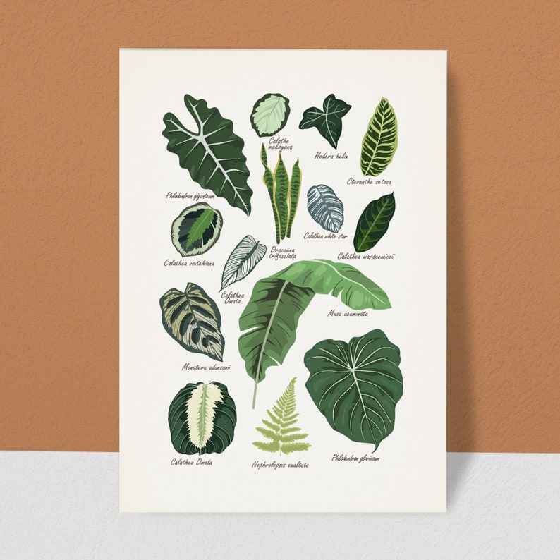 Puede incluir: Un fondo blanco con ilustraciones de diferentes tipos de plantas. Los nombres de cada planta est&aacute;n escritos debajo de la ilustraci&oacute;n. Las plantas incluyen Calathea, Philodendron, Monstera, Maranta, Nephrolepsis, Ctenanthe, Hedera y Drcaena.