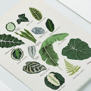 Puede incluir: Una ilustraci&oacute;n bot&aacute;nica con varios tipos de plantas de interior, incluyendo Calathea, Philodendron, Monstera y Nephrolepsis. La ilustraci&oacute;n es de estilo vintage con hojas dibujadas a mano y los nombres de cada planta.