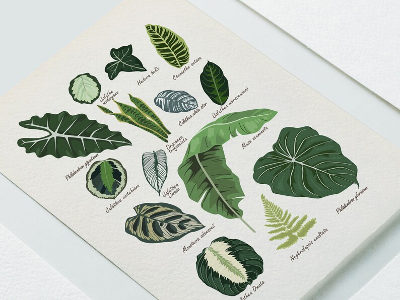 Puede incluir: Una ilustraci&oacute;n bot&aacute;nica con varios tipos de plantas de interior, incluyendo Calathea, Philodendron, Monstera y Nephrolepsis. La ilustraci&oacute;n es de estilo vintage con hojas dibujadas a mano y los nombres de cada planta.