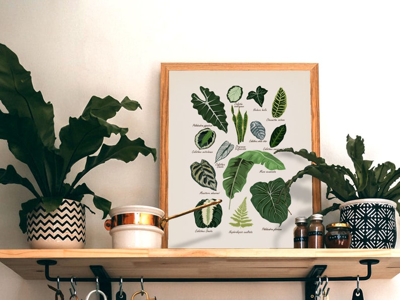 Puede incluir: Una impresi&oacute;n bot&aacute;nica enmarcada que presenta ilustraciones de varias hojas verdes con sus nombres cient&iacute;ficos. La impresi&oacute;n se muestra en un estante de madera con una planta en maceta, una olla de cobre y frascos de especias.