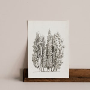 May include: A black and white pencil drawing of a group of trees. The trees are tall and slender, with a rounded crown. The drawing is on a white background.