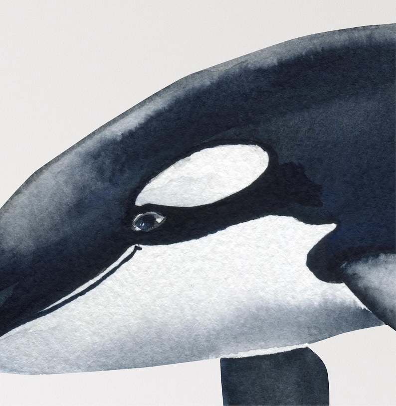 Orca Whale Wall Decal Killer Whale Ocean Sea Removable Peel and Stick ...