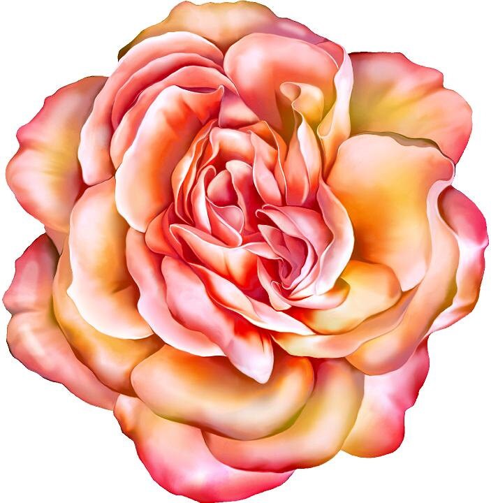 Rose Wall Decal Rose Wall Mural Pink Rose Nursery Wall Etsy