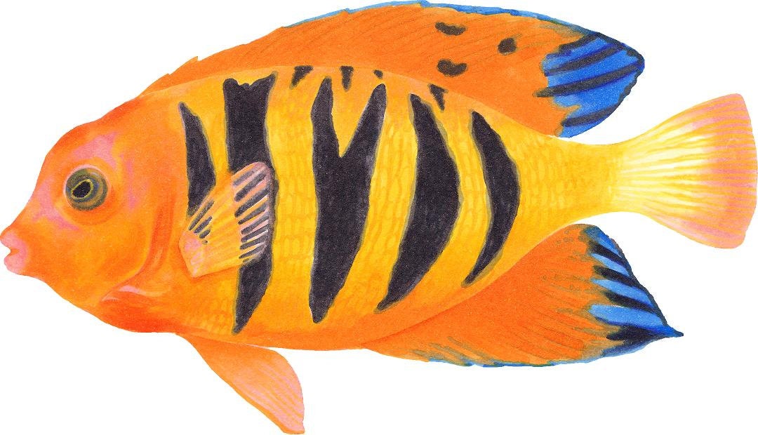 Flame Angelfish Wall Decal Wall Decal Tropical Fish Ocean Sea Etsy