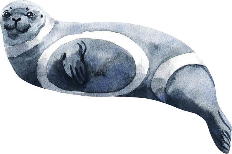 Watercolor Ribbon Seal Wall Decal Arctic Sea Animal Seal Wall Etsy